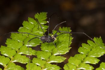 Media type: image; Invertebrate Zoology 152007